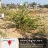 GREEN CAMPUS-4
